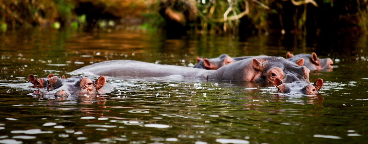 Wildlife/Animals in Lake Mburo National Park