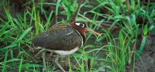 Birding in Lake Mburo