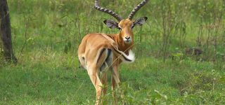 Why Visit Lake Mburo