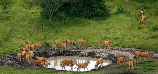 The Salt Lick
