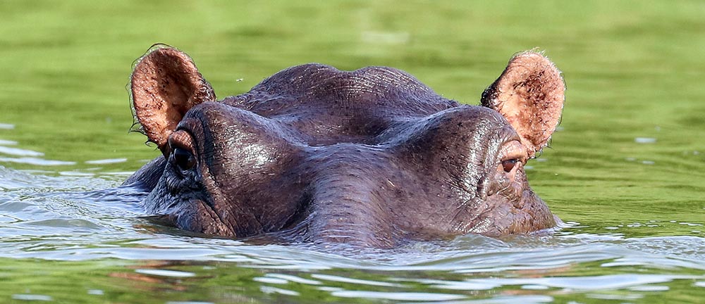 12 Days Best Uganda Wildlife Special