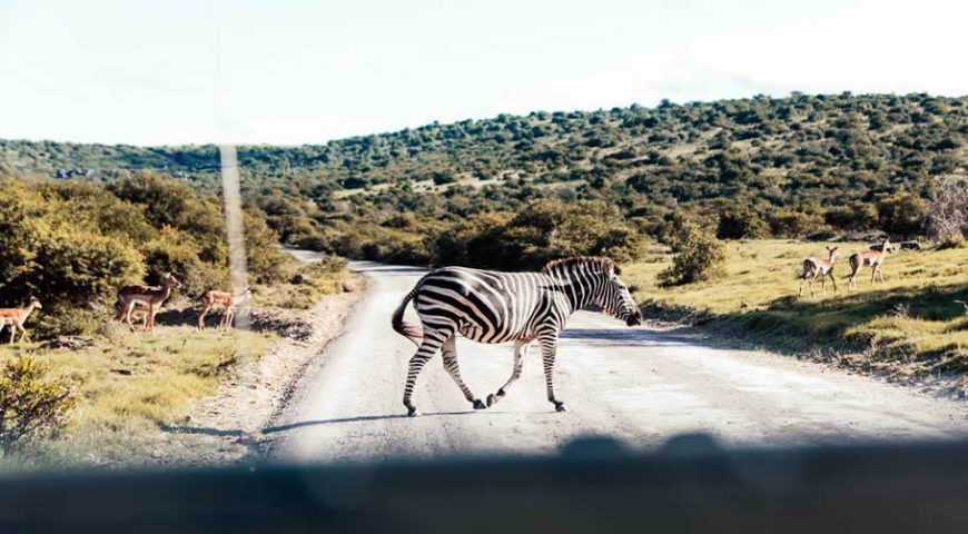 6 Days Exciting Wildlife &  Gorilla Safari