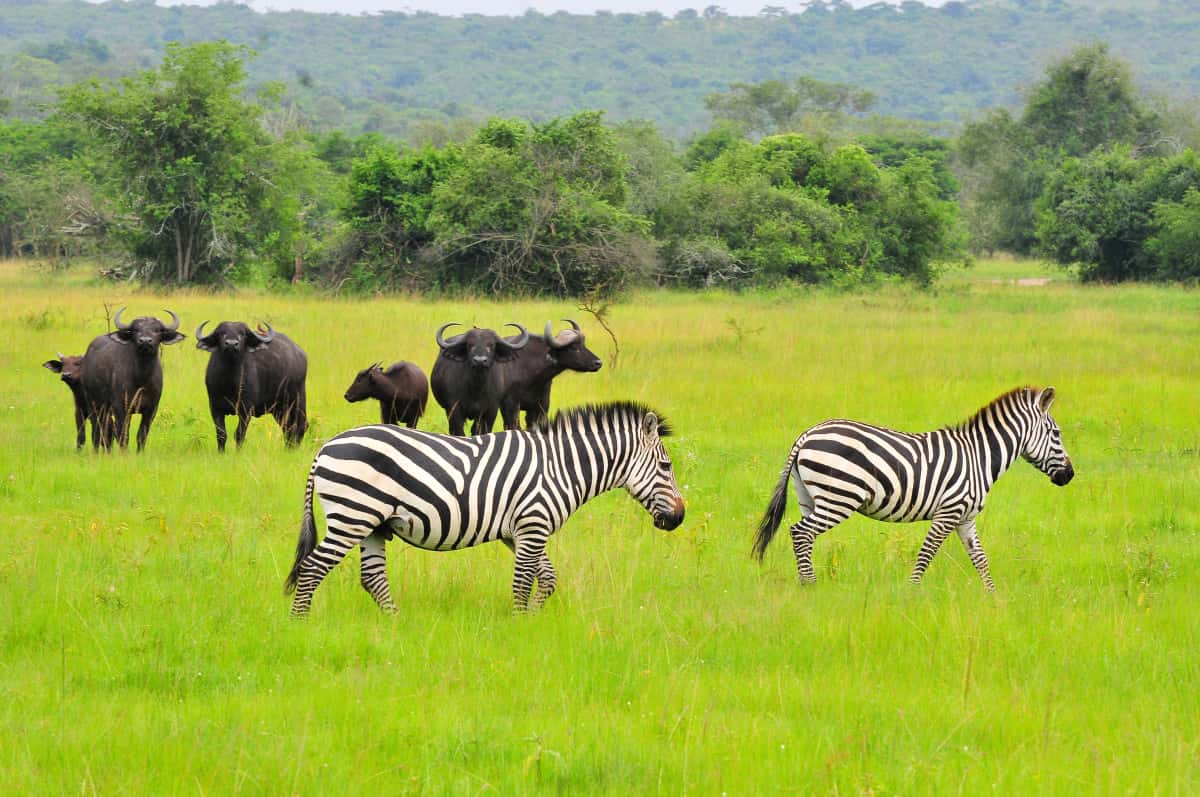 5 Days Lake Mburo and Murchison Falls
