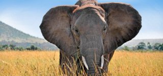 African Safari Packages