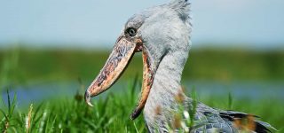 Shoebill stork bird