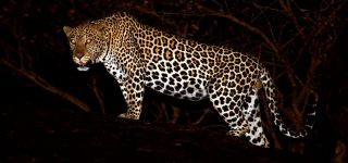 Wildlife in Lake Mburo National Park