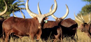 Ankole Cows