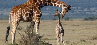 giraffes