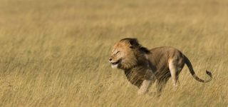 lions in lake mburo