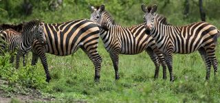 most common animals