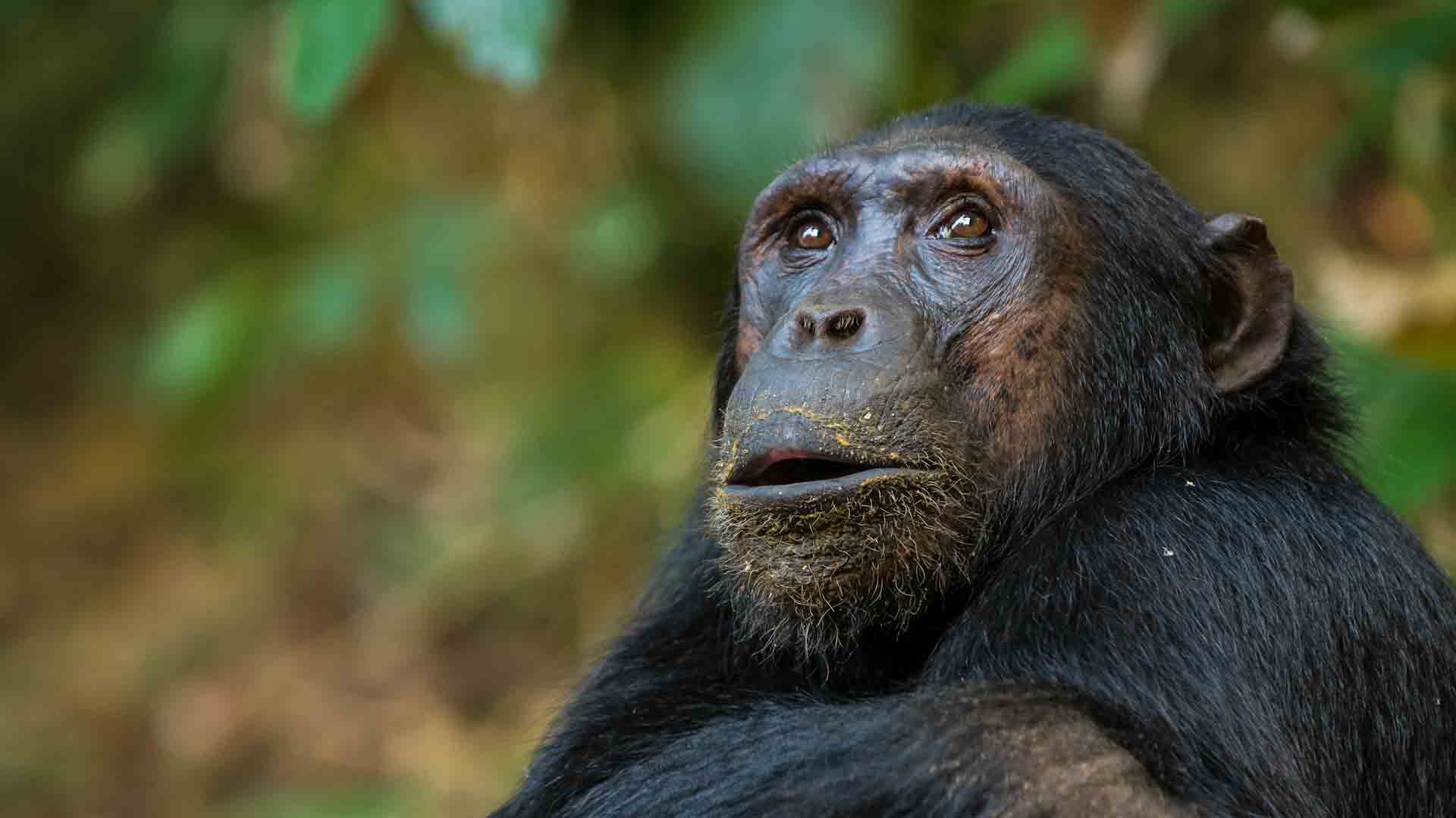 4 Days Lake Mburo & Kibale forest park safari