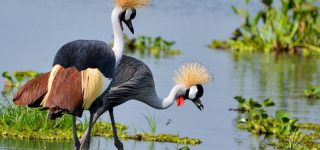 Visit Uganda
