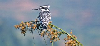 Birding Safaris in Lake Mburo