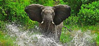 Wildlife Safaris