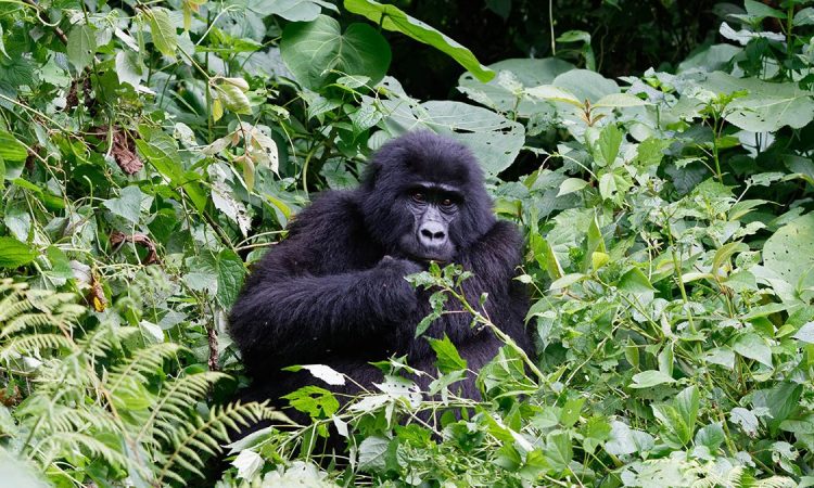 18 Facts About Mountain Gorillas