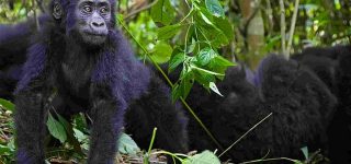 2 Days Uganda Gorilla Trekking from Kigali