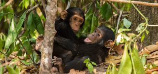 3 Days Uganda Chimpanzee & Wildlife Safari