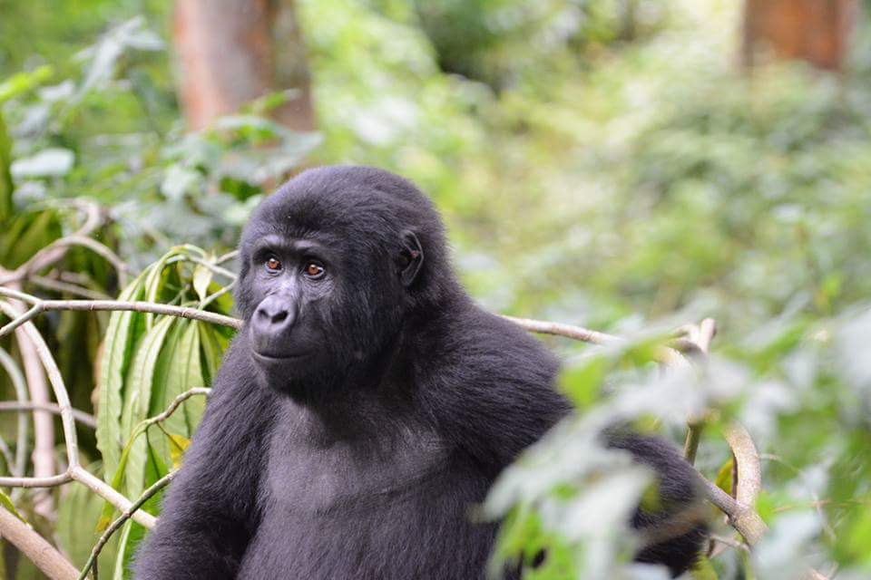 3 Days Uganda Gorilla Trekking Safari 