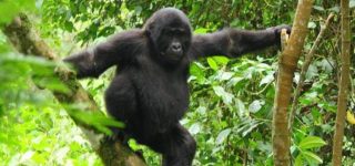 5 Days Gorilla Habituation & Chimpanzee Trekking Safari