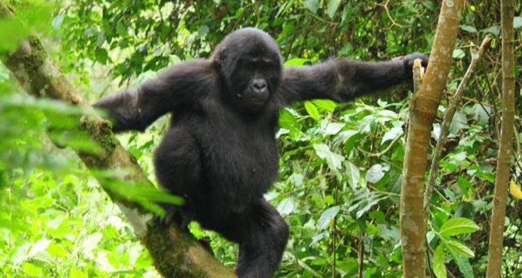 5 Days Gorilla Habituation & Chimpanzee Trekking Safari