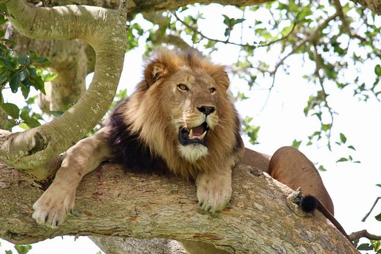 6 Days Uganda primates and wildlife safari