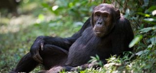 Chimpanzee Trekking Safari in Uganda
