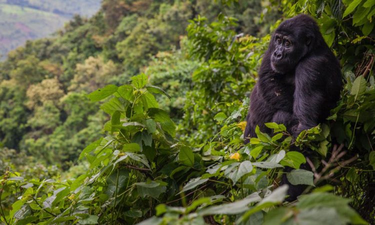 Getting to Bwindi Impenetrable National Park