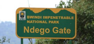 Gorilla Trekking Destinations in Uganda