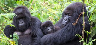 Gorilla Trekking Sectors in Bwindi Forest