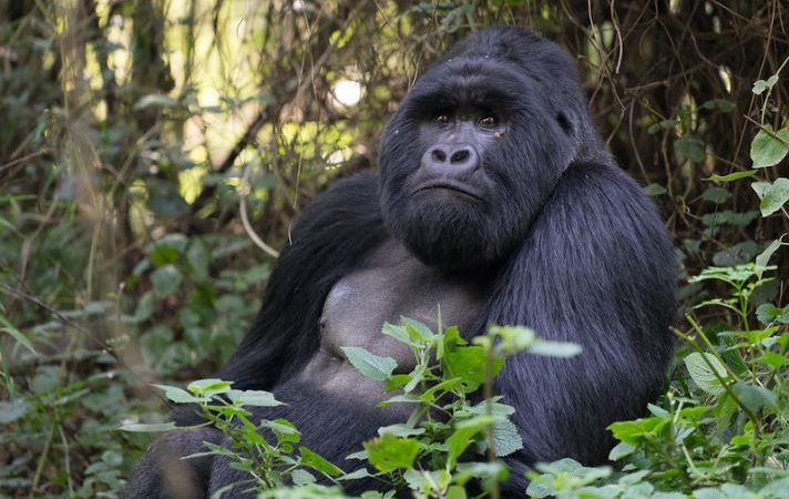 Reasons why Gorilla Trekking Lasts for one hour