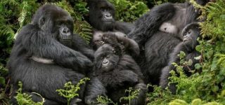 5 Days Bwindi gorillas and Queen Elizabeth wildlife tour