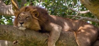 4 Days Queen Elizabeth Wildlife & Chimpanzee safari