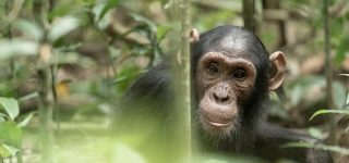 Chimpanzee Trekking Rules and Regulations