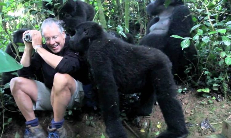Bwindi Gorilla Habituation Experience