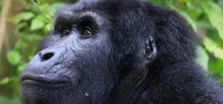 4 Days Uganda Gorilla Trekking and Golden monkey safari