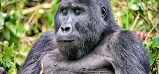 7 Days Uganda Wildlife & Gorilla Trekking Safari