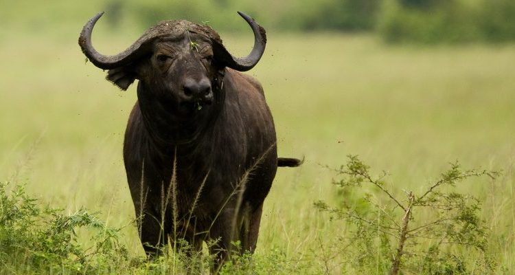 10 Days Explore Uganda Adventure Safari