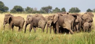 4 Days Uganda Wildlife & Primates Safari