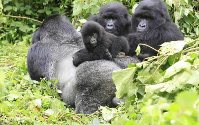 Bwindi Gorilla Families