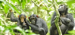 Chimpanzee Trekking and Habituation in Kibale