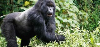 Nkuringo Gorilla Sector Bwindi