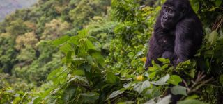 Getting to Bwindi Impenetrable national park
