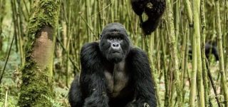 Rules and Regulations for Gorilla Trekking