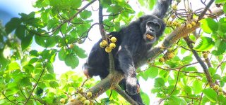 Wildlife in Kibale National Park Uganda 