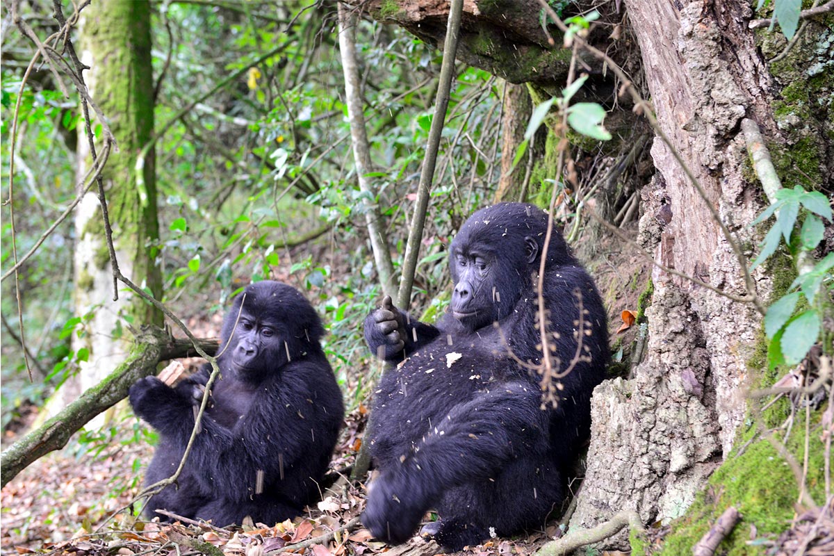 Gorilla trekking experience