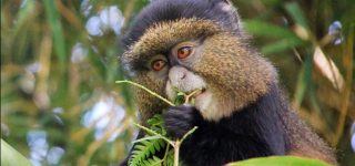 Golden monkey trekking in Uganda