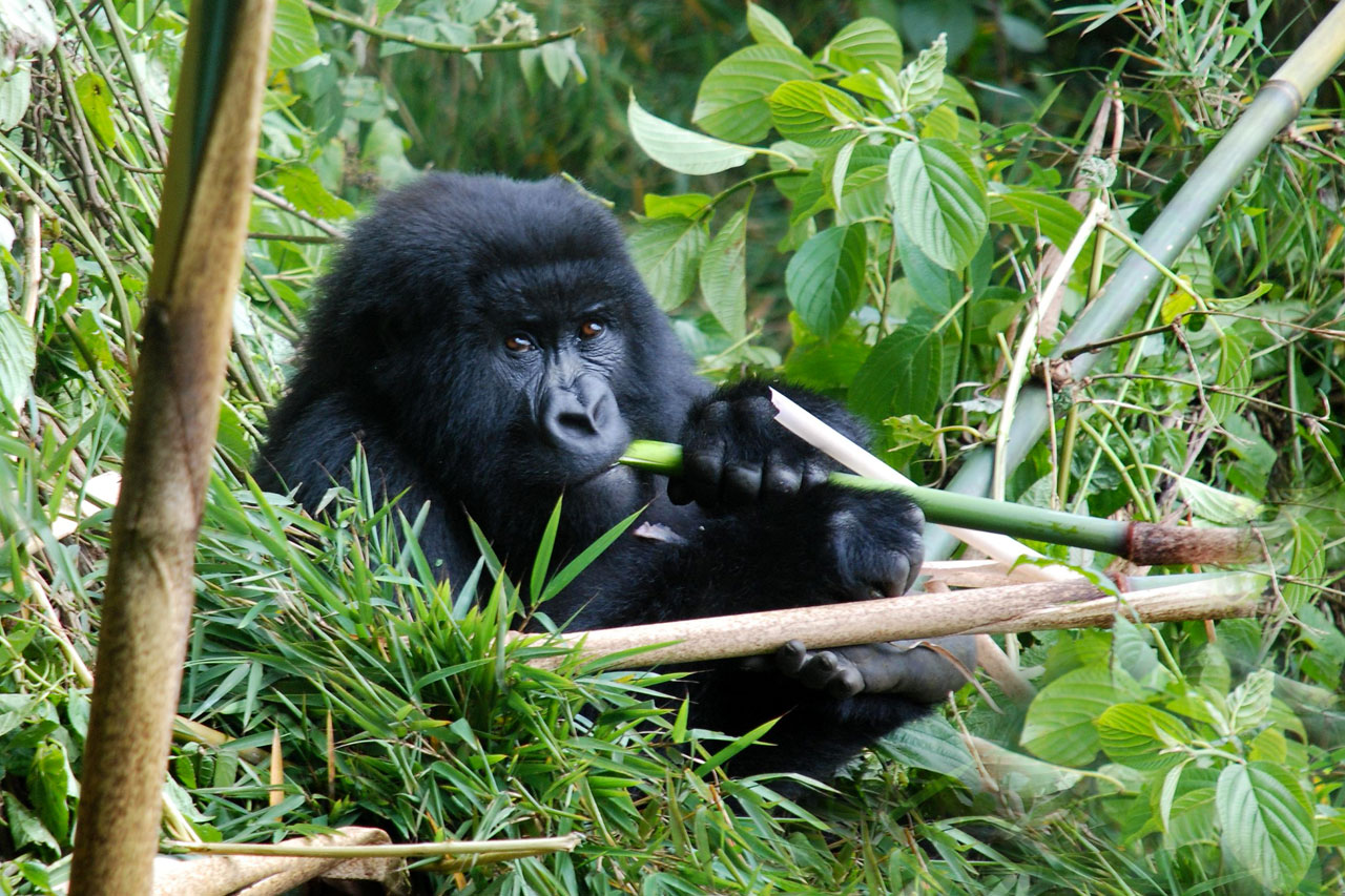 Gorilla trekking in Uganda travel guide