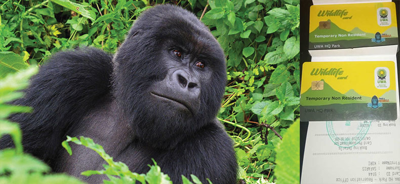 Booking gorilla trekking permits in Uganda 2023/2024