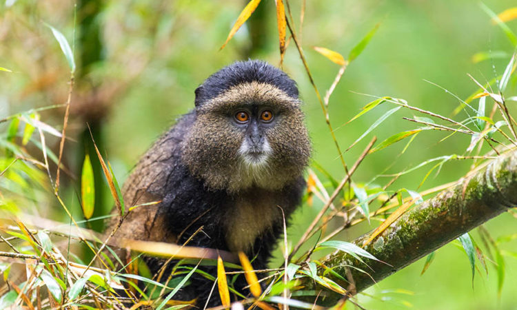 Golden monkey trekking safari in Uganda and Rwanda