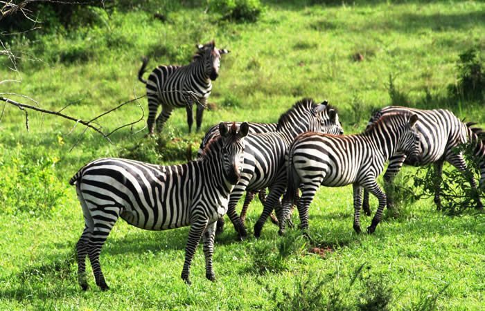Uganda Wildlife Authority Role - FAQs